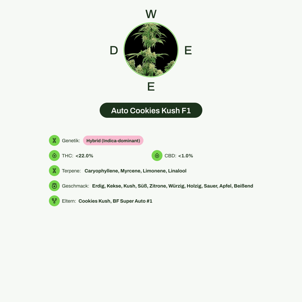 Infografik über THC-Gehalt, CBD-Gehalt, Terpene, Wirkungen, Geschmack von Auto Cookies Kush F1