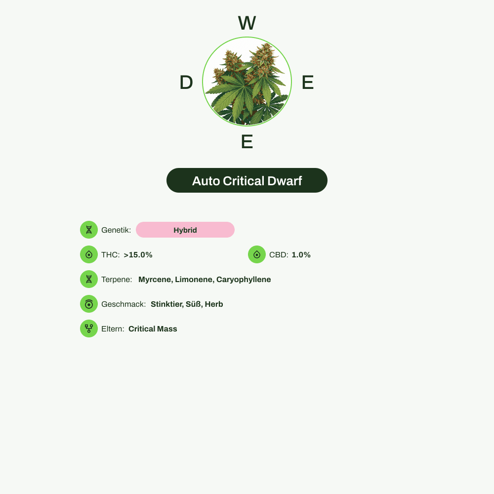 Infografik über THC-Gehalt, CBD-Gehalt, Terpene, Wirkungen, Geschmack von Auto Critical Dwarf
