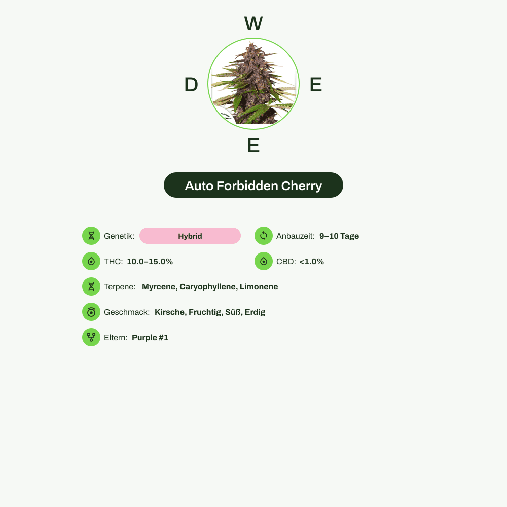 Infografik über THC-Gehalt, CBD-Gehalt, Terpene, Wirkungen, Geschmack von Auto Forbidden Cherry