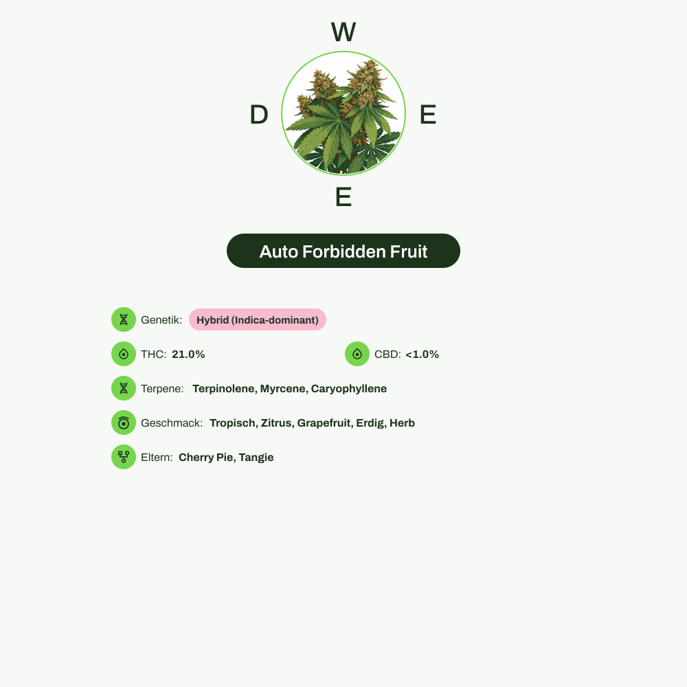Infografik über THC-Gehalt, CBD-Gehalt, Terpene, Wirkungen, Geschmack von Auto Forbidden Fruit