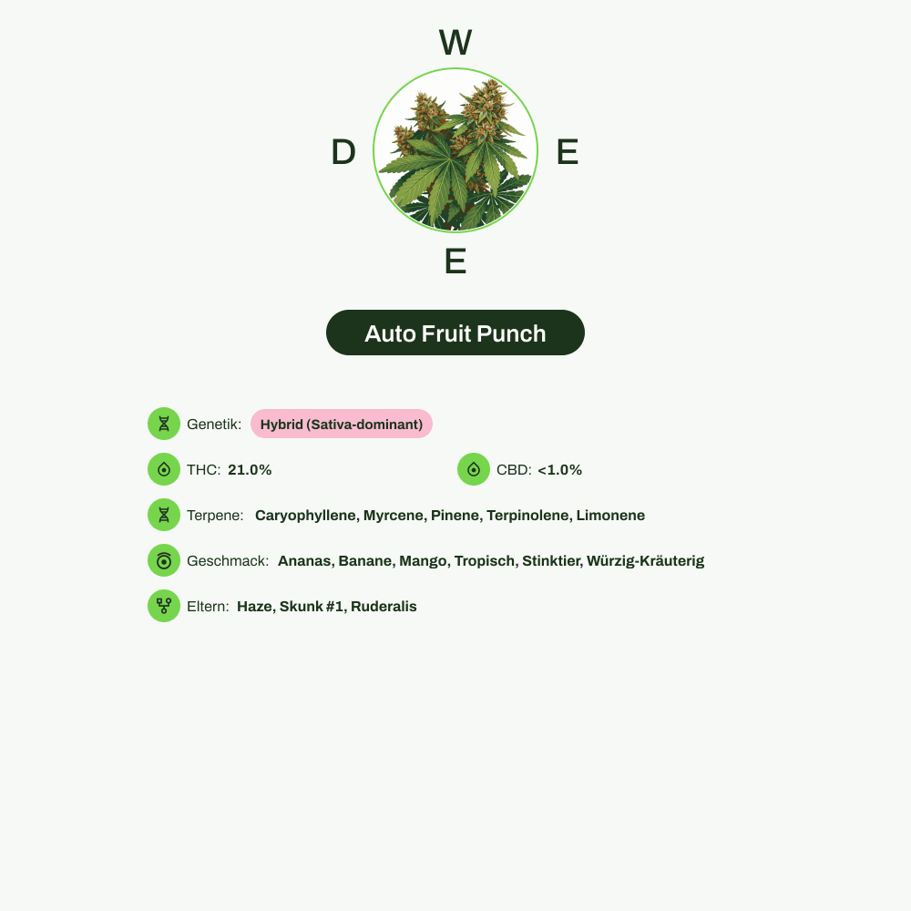 Infografik über THC-Gehalt, CBD-Gehalt, Terpene, Wirkungen, Geschmack von Auto Fruit Punch