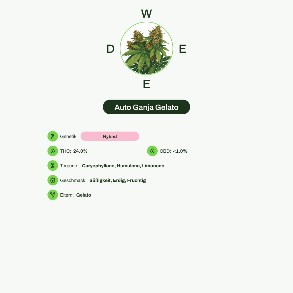 Infografik über THC-Gehalt, CBD-Gehalt, Terpene, Wirkungen, Geschmack von Auto Ganja Gelato
