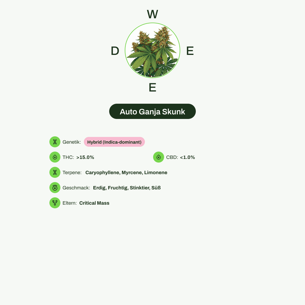 Infografik über THC-Gehalt, CBD-Gehalt, Terpene, Wirkungen, Geschmack von Auto Ganja Skunk