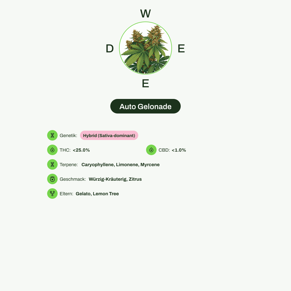 Infografik über THC-Gehalt, CBD-Gehalt, Terpene, Wirkungen, Geschmack von Auto Gelonade