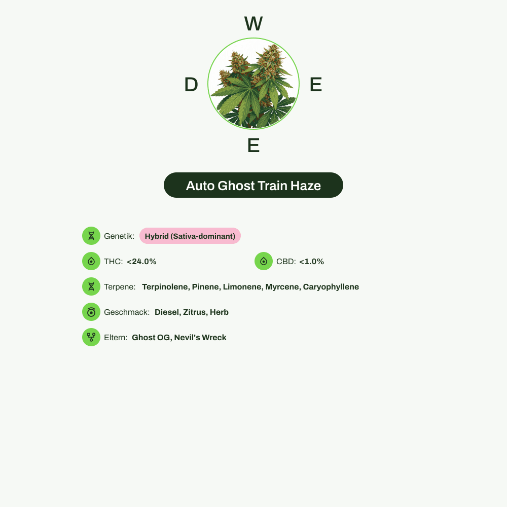 Infografik über THC-Gehalt, CBD-Gehalt, Terpene, Wirkungen, Geschmack von Auto Ghost Train Haze