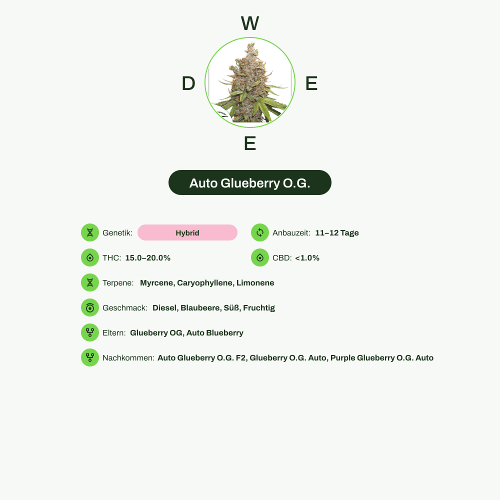 Infografik über THC-Gehalt, CBD-Gehalt, Terpene, Wirkungen, Geschmack von Auto Glueberry O.G.