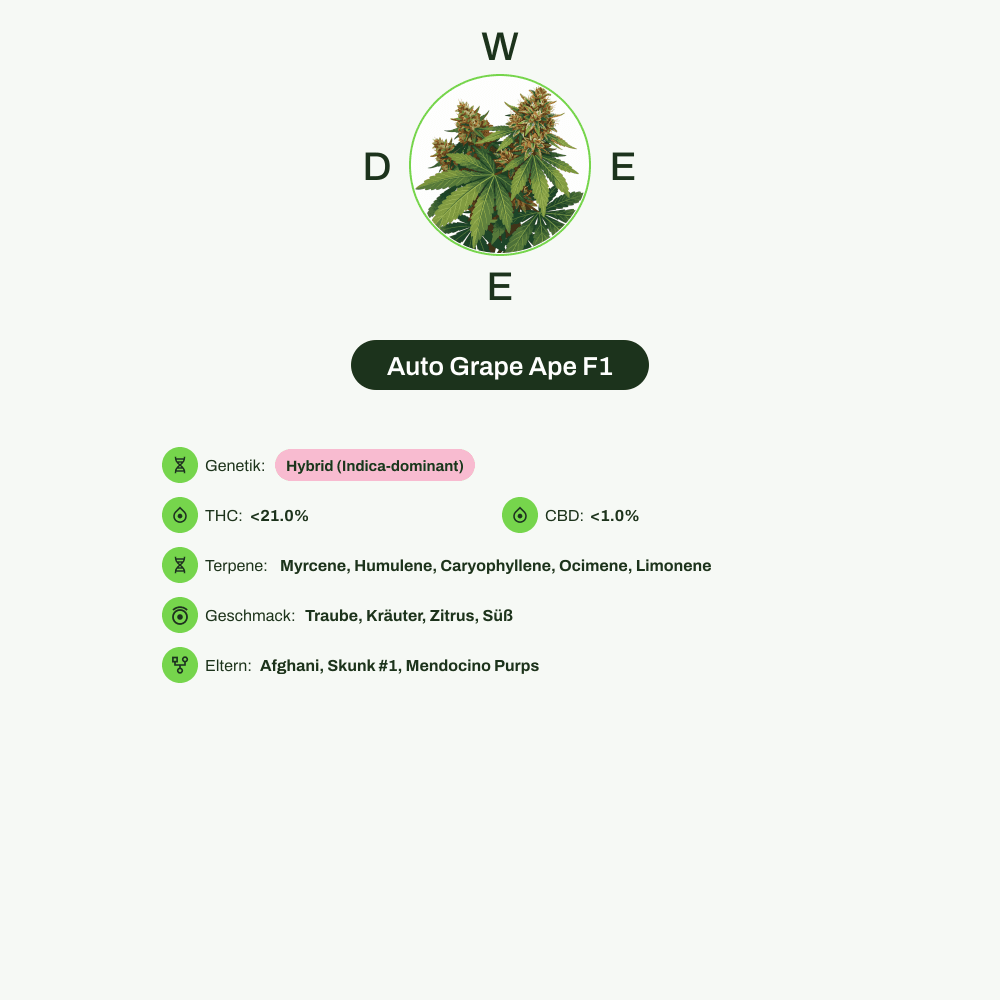 Infografik über THC-Gehalt, CBD-Gehalt, Terpene, Wirkungen, Geschmack von Auto Grape Ape F1