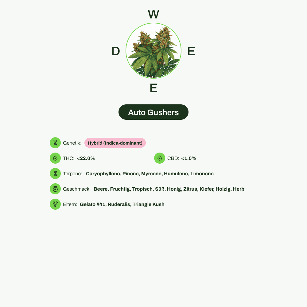 Infografik über THC-Gehalt, CBD-Gehalt, Terpene, Wirkungen, Geschmack von Auto Gushers