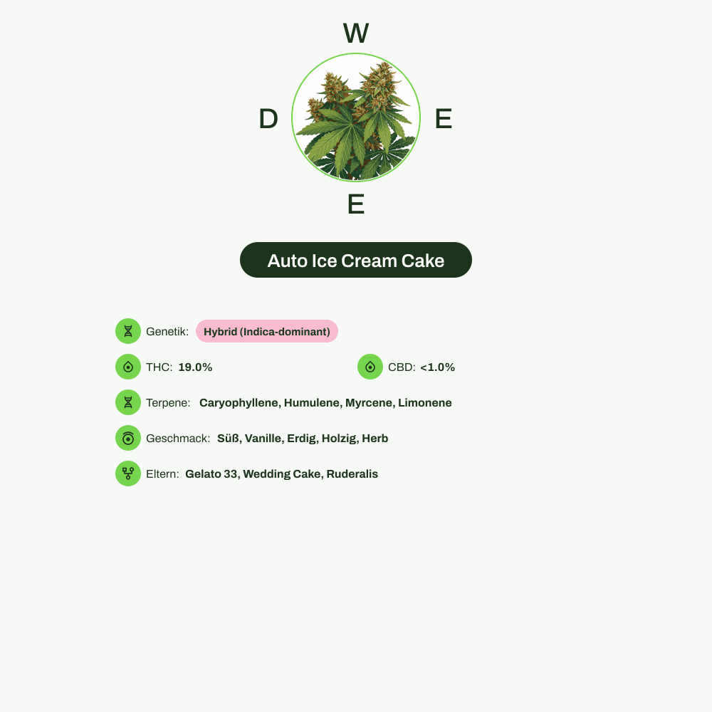 Infografik über THC-Gehalt, CBD-Gehalt, Terpene, Wirkungen, Geschmack von Auto Ice Cream Cake