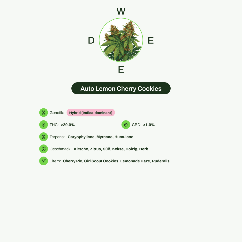 Infografik über THC-Gehalt, CBD-Gehalt, Terpene, Wirkungen, Geschmack von Auto Lemon Cherry Cookies