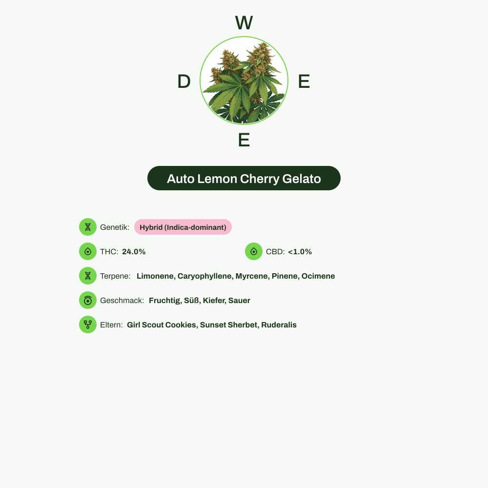 Infografik über THC-Gehalt, CBD-Gehalt, Terpene, Wirkungen, Geschmack von Auto Lemon Cherry Gelato