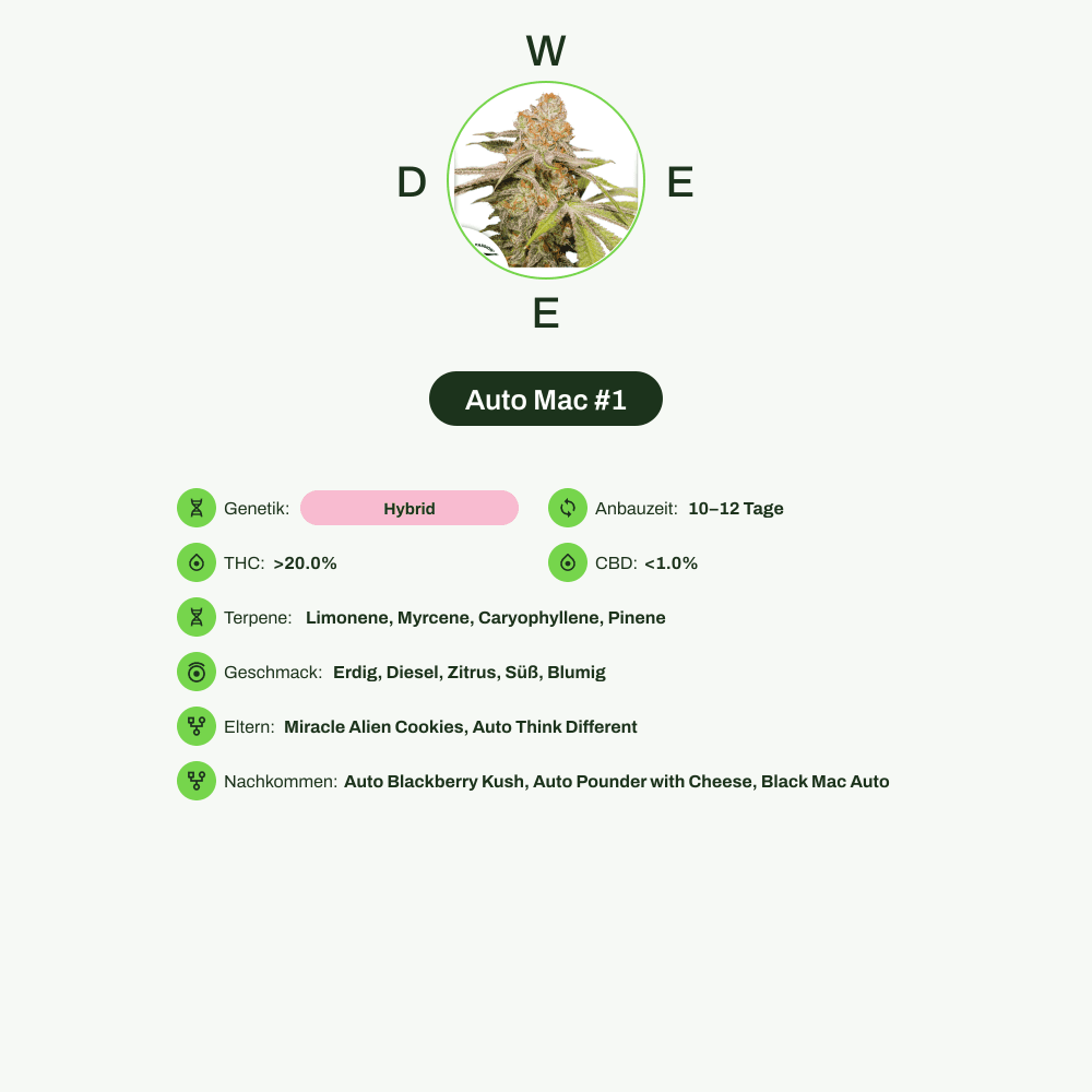 Infografik über THC-Gehalt, CBD-Gehalt, Terpene, Wirkungen, Geschmack von Auto Mac #1