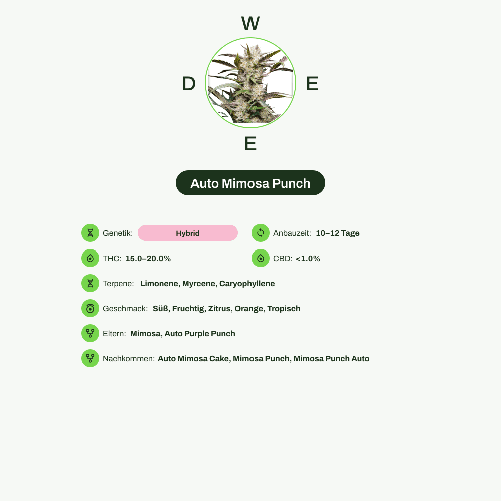 Infografik über THC-Gehalt, CBD-Gehalt, Terpene, Wirkungen, Geschmack von Auto Mimosa Punch