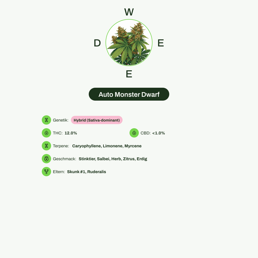 Infografik über THC-Gehalt, CBD-Gehalt, Terpene, Wirkungen, Geschmack von Auto Monster Dwarf