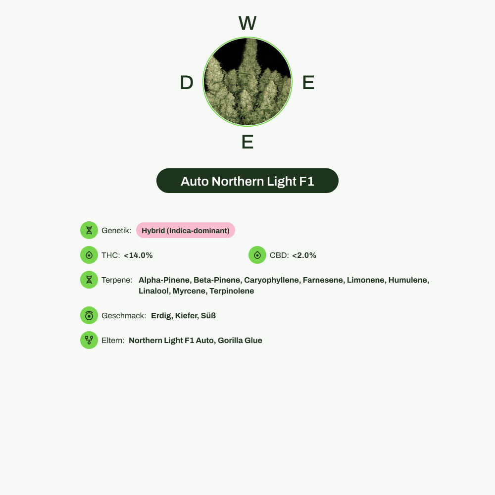 Infografik über THC-Gehalt, CBD-Gehalt, Terpene, Wirkungen, Geschmack von Auto Northern Light F1