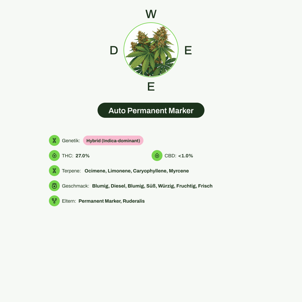 Infografik über THC-Gehalt, CBD-Gehalt, Terpene, Wirkungen, Geschmack von Auto Permanent Marker