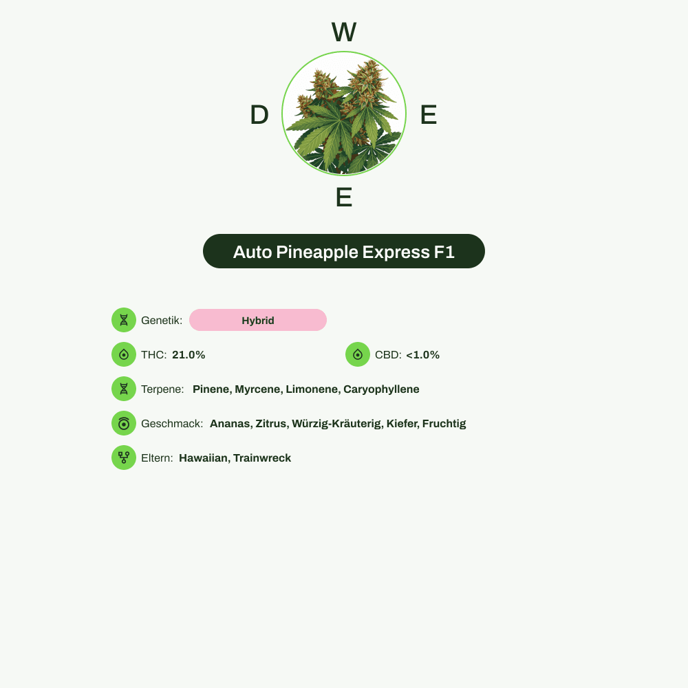 Infografik über THC-Gehalt, CBD-Gehalt, Terpene, Wirkungen, Geschmack von Auto Pineapple Express F1