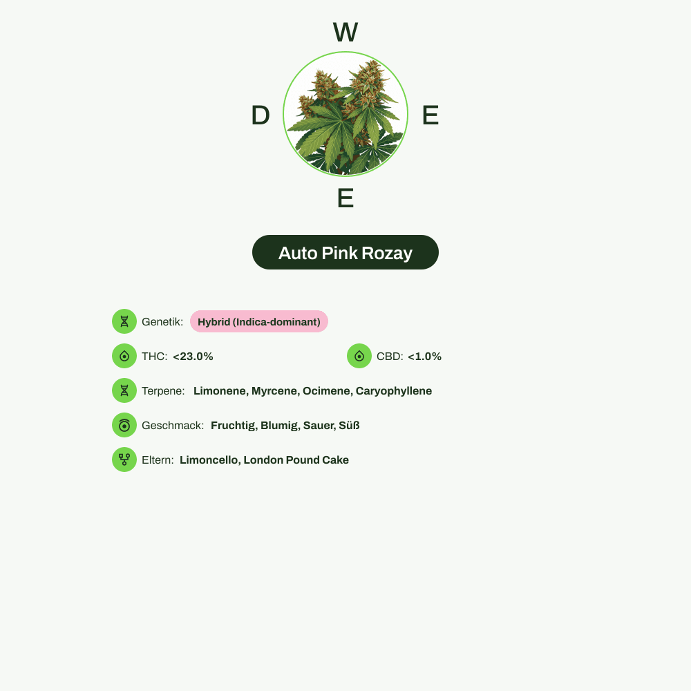Infografik über THC-Gehalt, CBD-Gehalt, Terpene, Wirkungen, Geschmack von Auto Pink Rozay