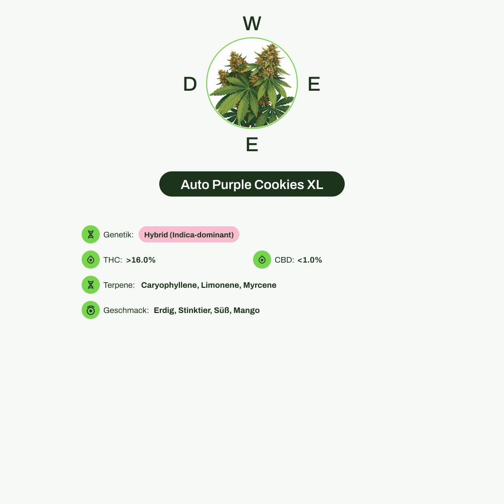 Infografik über THC-Gehalt, CBD-Gehalt, Terpene, Wirkungen, Geschmack von Auto Purple Cookies XL