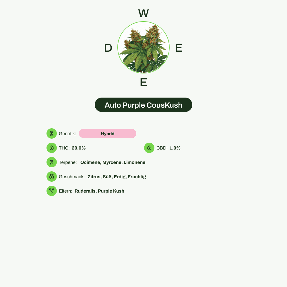 Infografik über THC-Gehalt, CBD-Gehalt, Terpene, Wirkungen, Geschmack von Auto Purple CousKush