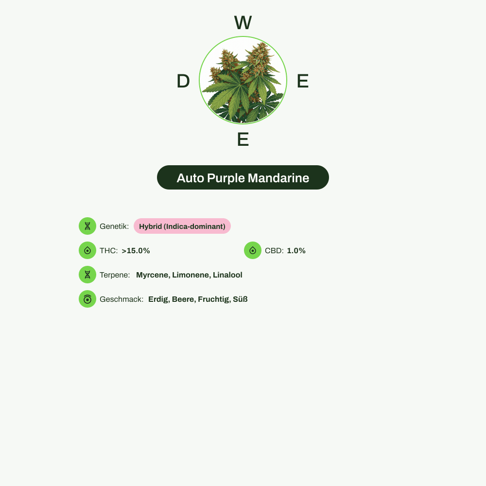 Infografik über THC-Gehalt, CBD-Gehalt, Terpene, Wirkungen, Geschmack von Auto Purple Mandarine