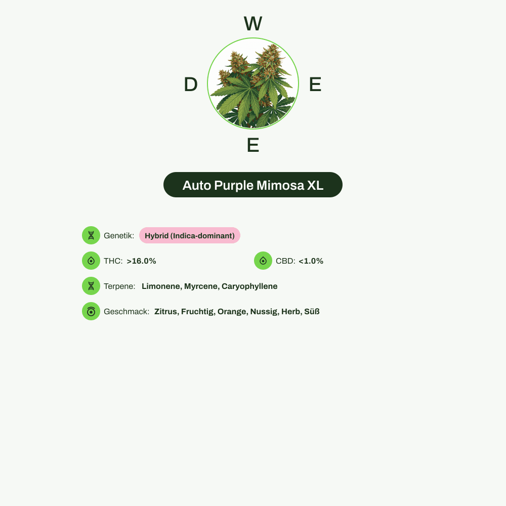 Infografik über THC-Gehalt, CBD-Gehalt, Terpene, Wirkungen, Geschmack von Auto Purple Mimosa XL
