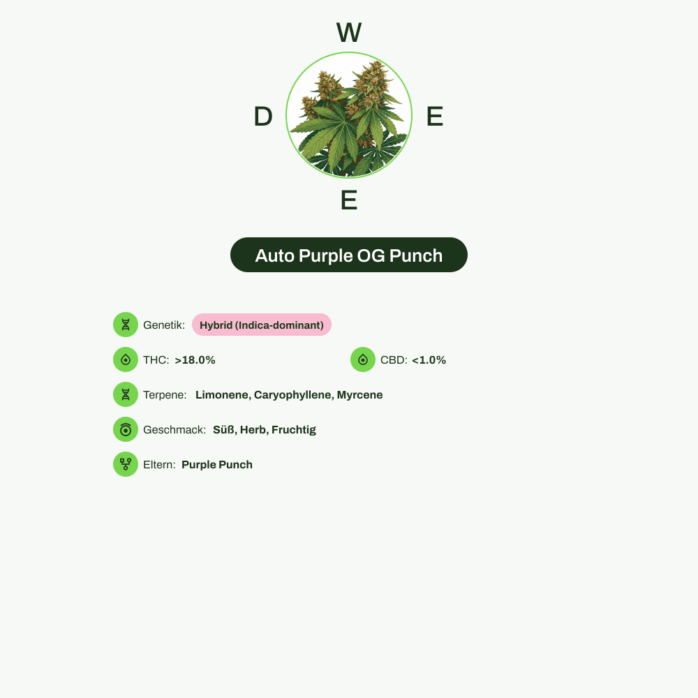 Infografik über THC-Gehalt, CBD-Gehalt, Terpene, Wirkungen, Geschmack von Auto Purple OG Punch