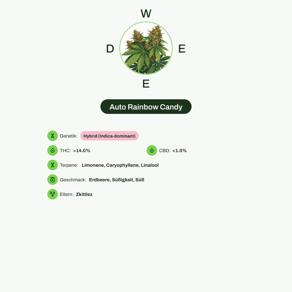 Infografik über THC-Gehalt, CBD-Gehalt, Terpene, Wirkungen, Geschmack von Auto Rainbow Candy