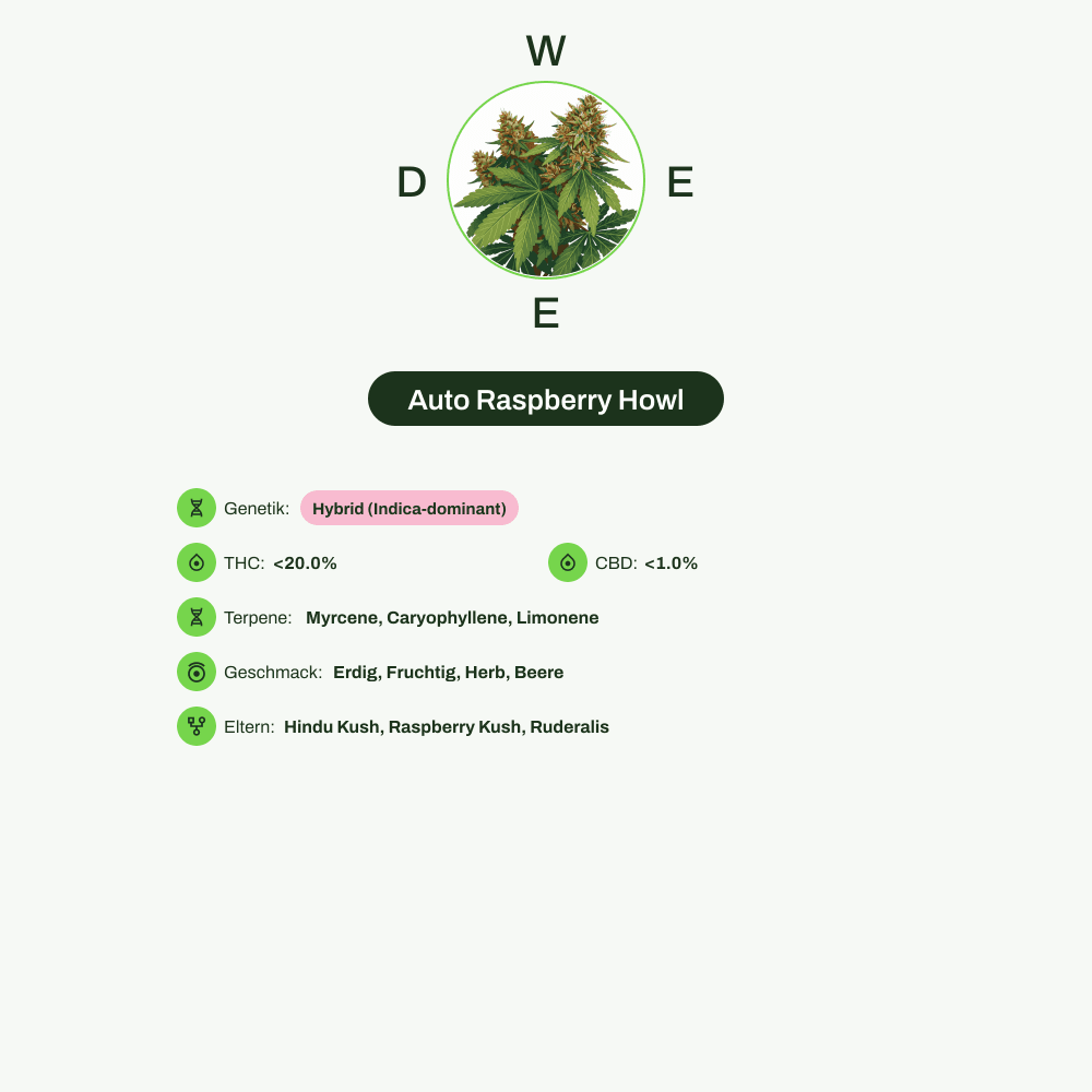 Infografik über THC-Gehalt, CBD-Gehalt, Terpene, Wirkungen, Geschmack von Auto Raspberry Howl