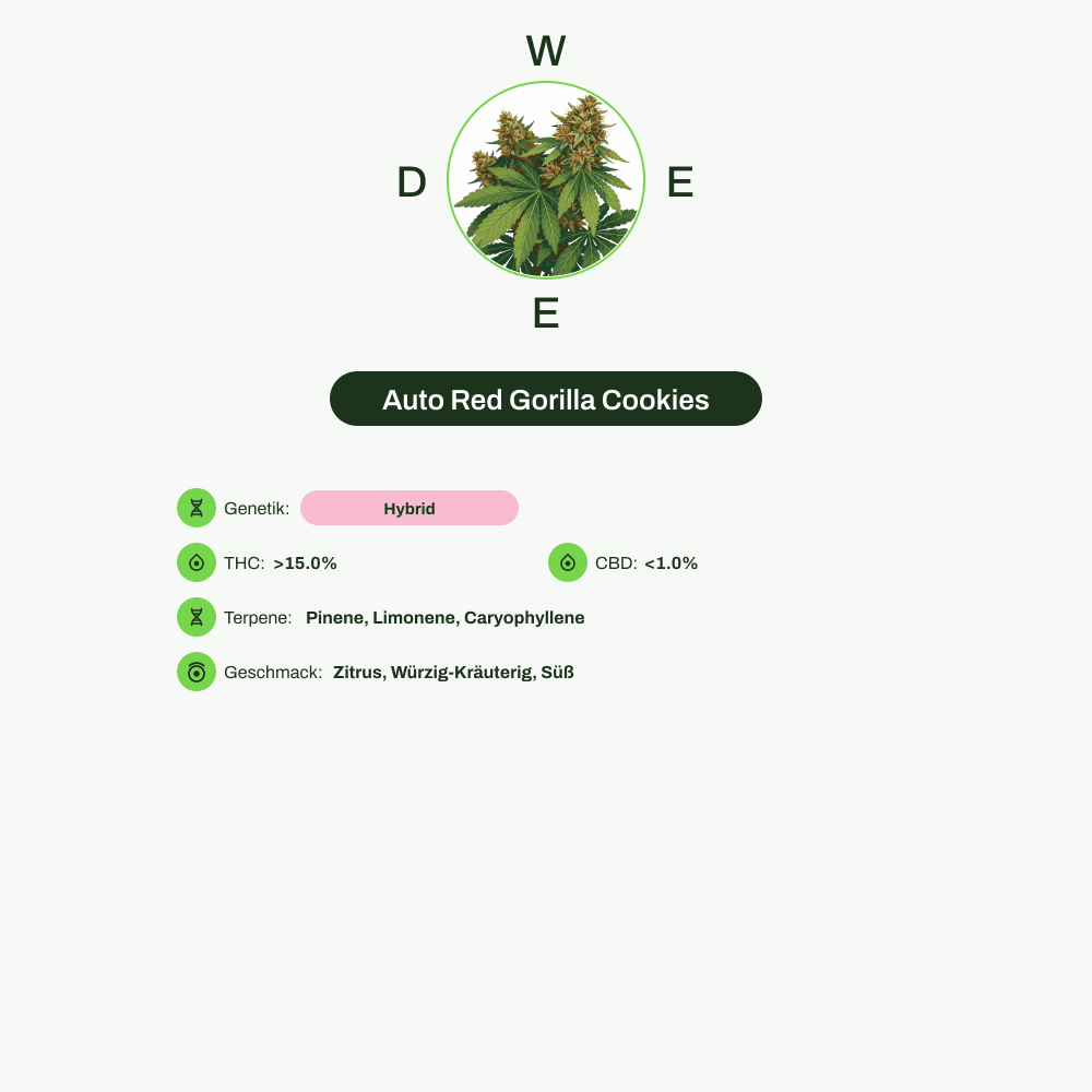 Infografik über THC-Gehalt, CBD-Gehalt, Terpene, Wirkungen, Geschmack von Auto Red Gorilla Cookies