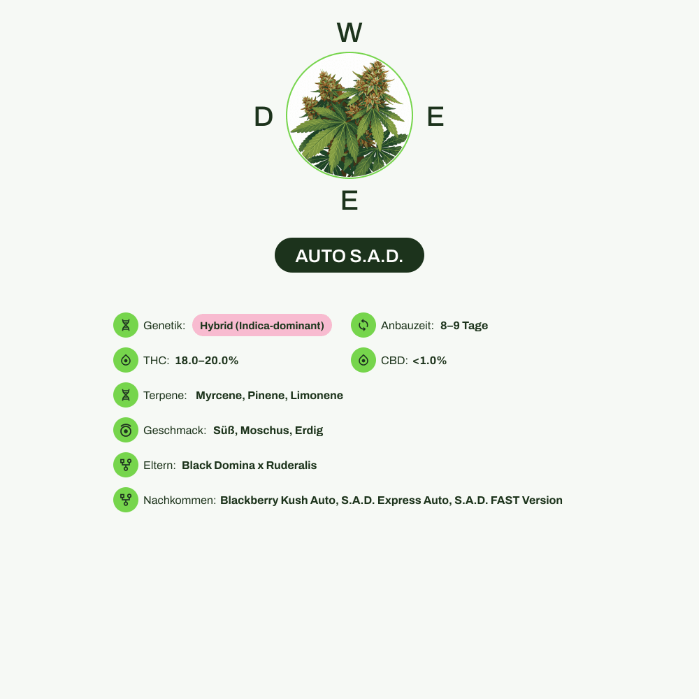 Infografik über THC-Gehalt, CBD-Gehalt, Terpene, Wirkungen, Geschmack von AUTO S.A.D.