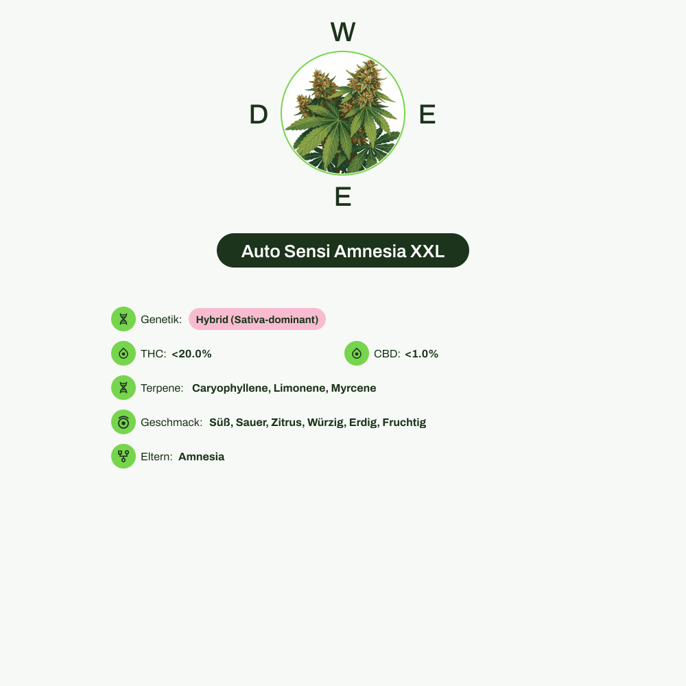 Infografik über THC-Gehalt, CBD-Gehalt, Terpene, Wirkungen, Geschmack von Auto Sensi Amnesia XXL