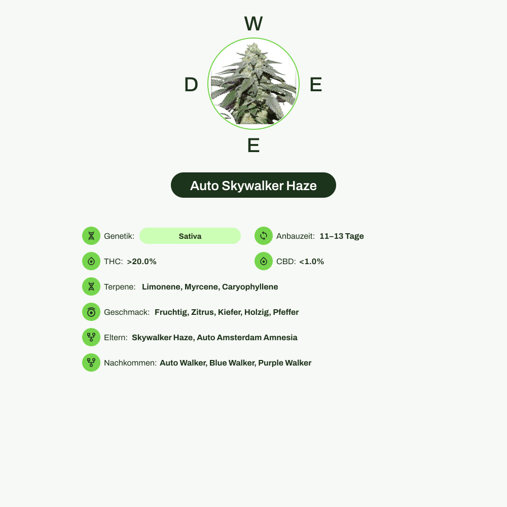 Infografik über THC-Gehalt, CBD-Gehalt, Terpene, Wirkungen, Geschmack von Auto Skywalker Haze