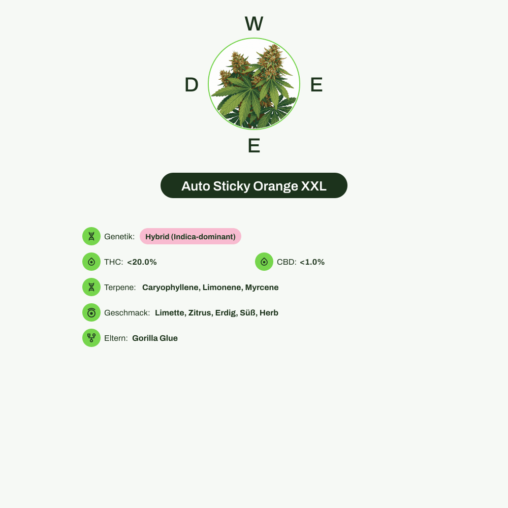 Infografik über THC-Gehalt, CBD-Gehalt, Terpene, Wirkungen, Geschmack von Auto Sticky Orange XXL