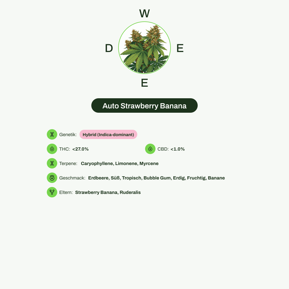 Infografik über THC-Gehalt, CBD-Gehalt, Terpene, Wirkungen, Geschmack von Auto Strawberry Banana