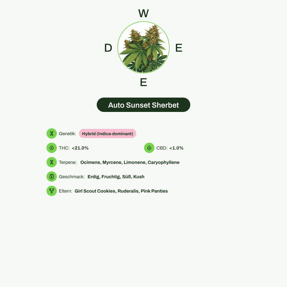 Infografik über THC-Gehalt, CBD-Gehalt, Terpene, Wirkungen, Geschmack von Auto Sunset Sherbet
