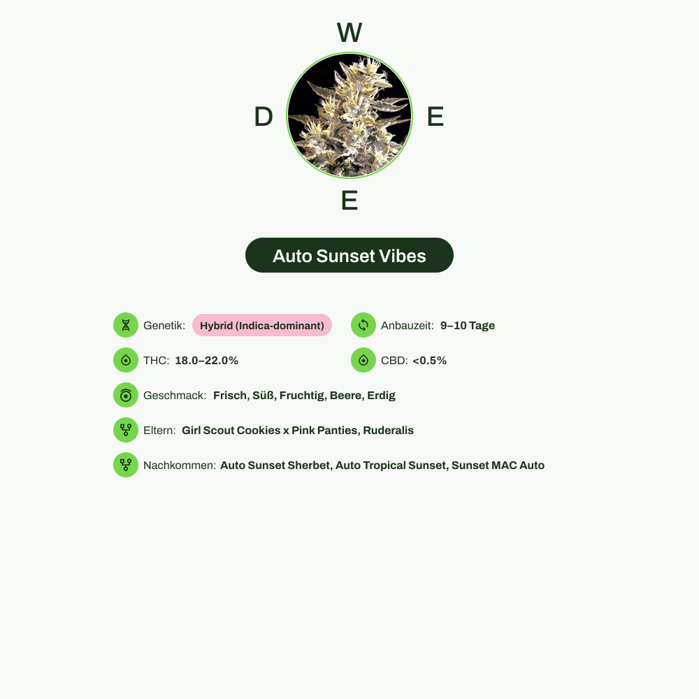 Infografik über THC-Gehalt, CBD-Gehalt, Wirkungen, Geschmack von Auto Sunset Vibes