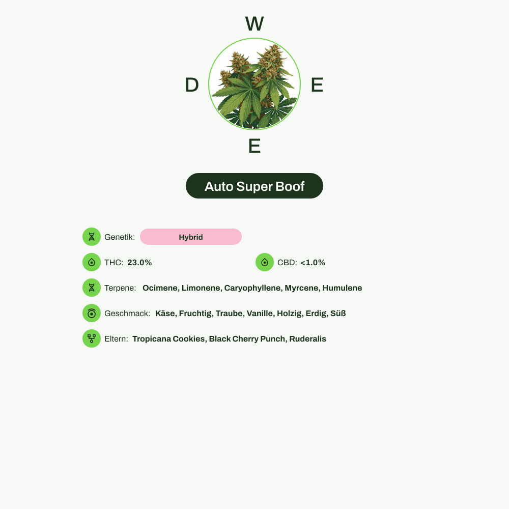 Infografik über THC-Gehalt, CBD-Gehalt, Terpene, Wirkungen, Geschmack von Auto Super Boof