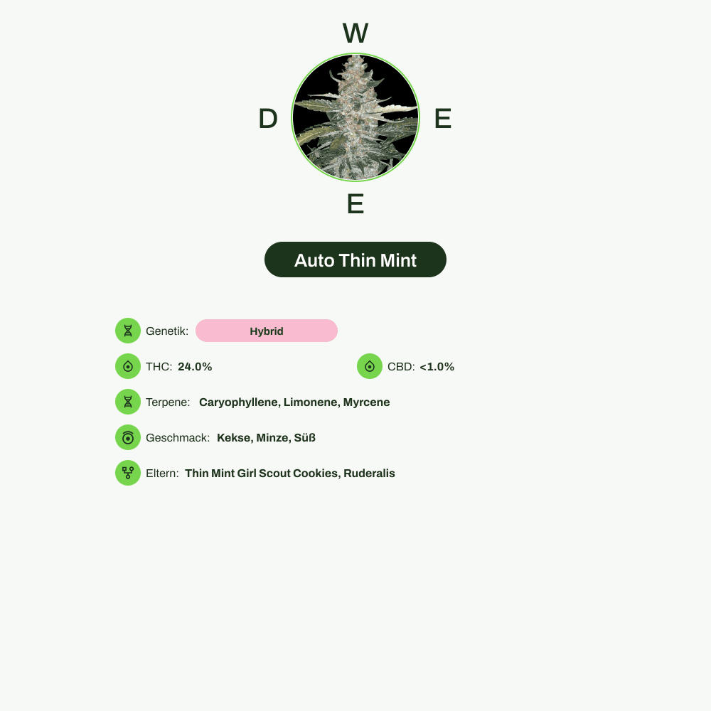 Infografik über THC-Gehalt, CBD-Gehalt, Terpene, Wirkungen, Geschmack von Auto Thin Mint