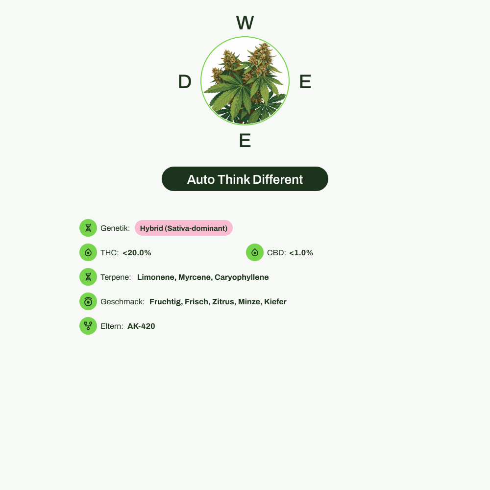 Infografik über THC-Gehalt, CBD-Gehalt, Terpene, Wirkungen, Geschmack von Auto Think Different