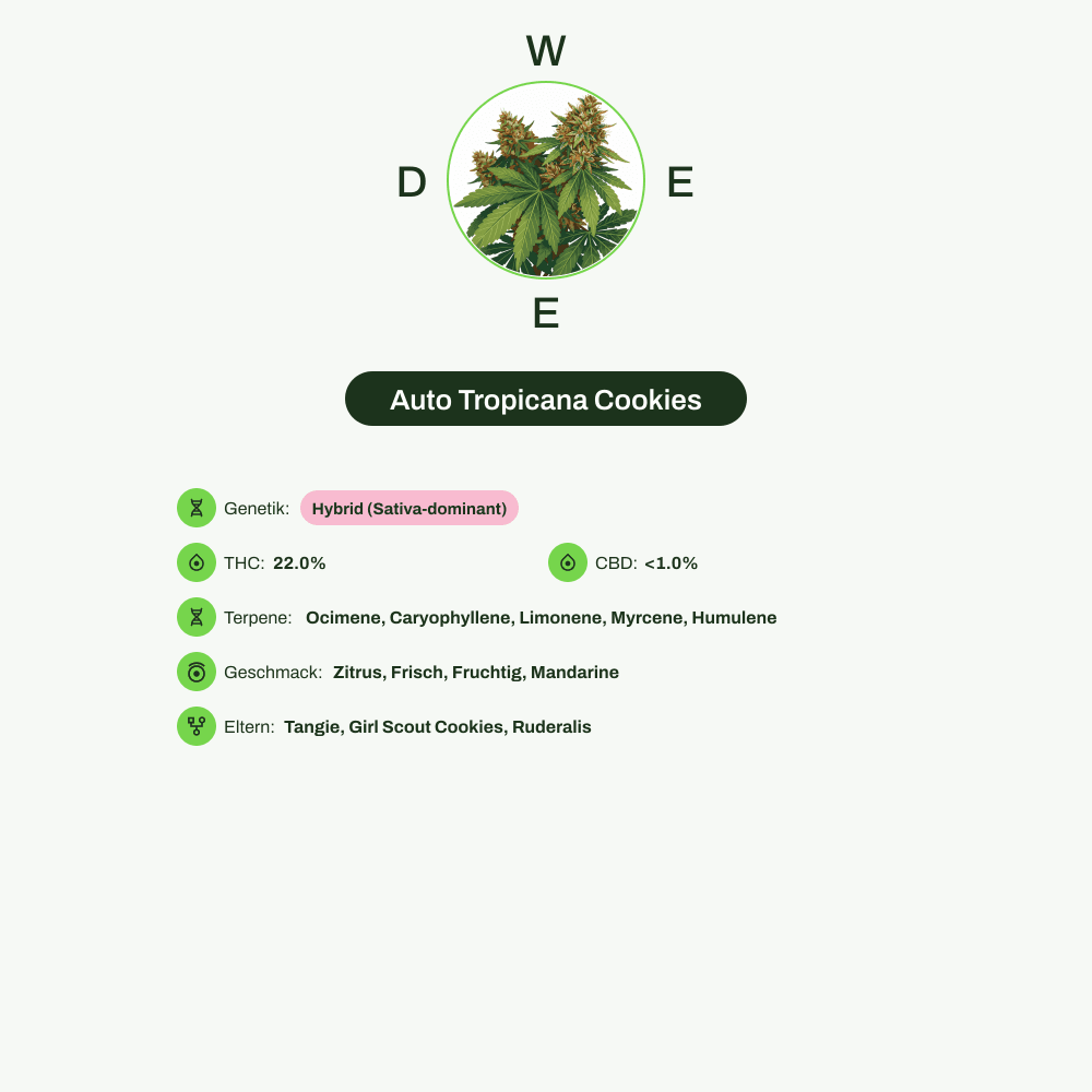 Infografik über THC-Gehalt, CBD-Gehalt, Terpene, Wirkungen, Geschmack von Auto Tropicana Cookies