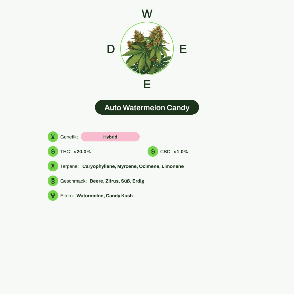 Infografik über THC-Gehalt, CBD-Gehalt, Terpene, Wirkungen, Geschmack von Auto Watermelon Candy
