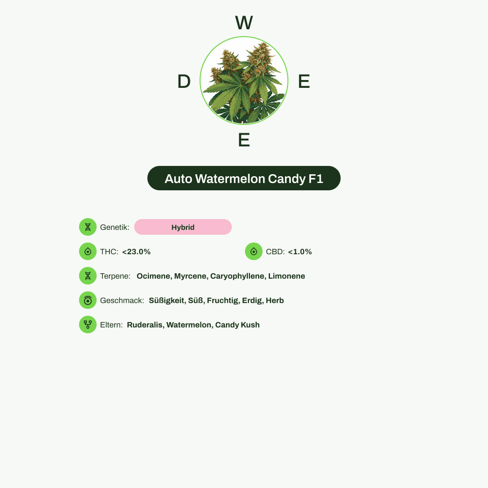 Infografik über THC-Gehalt, CBD-Gehalt, Terpene, Wirkungen, Geschmack von Auto Watermelon Candy F1