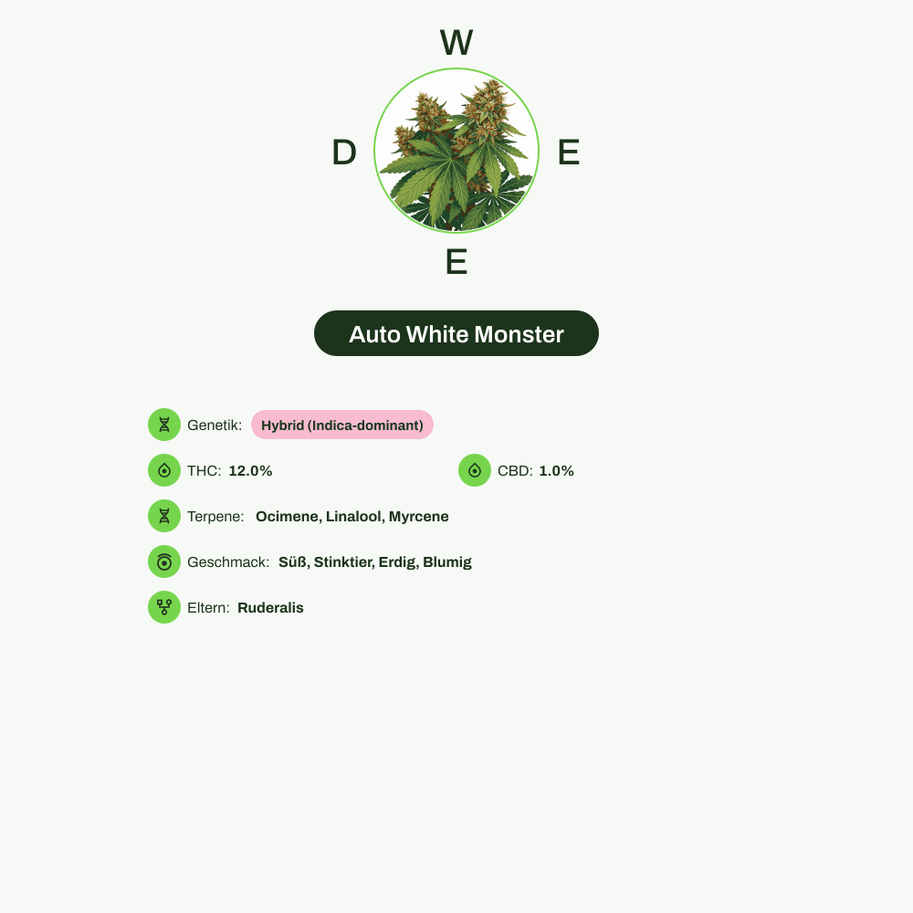 Infografik über THC-Gehalt, CBD-Gehalt, Terpene, Wirkungen, Geschmack von Auto White Monster