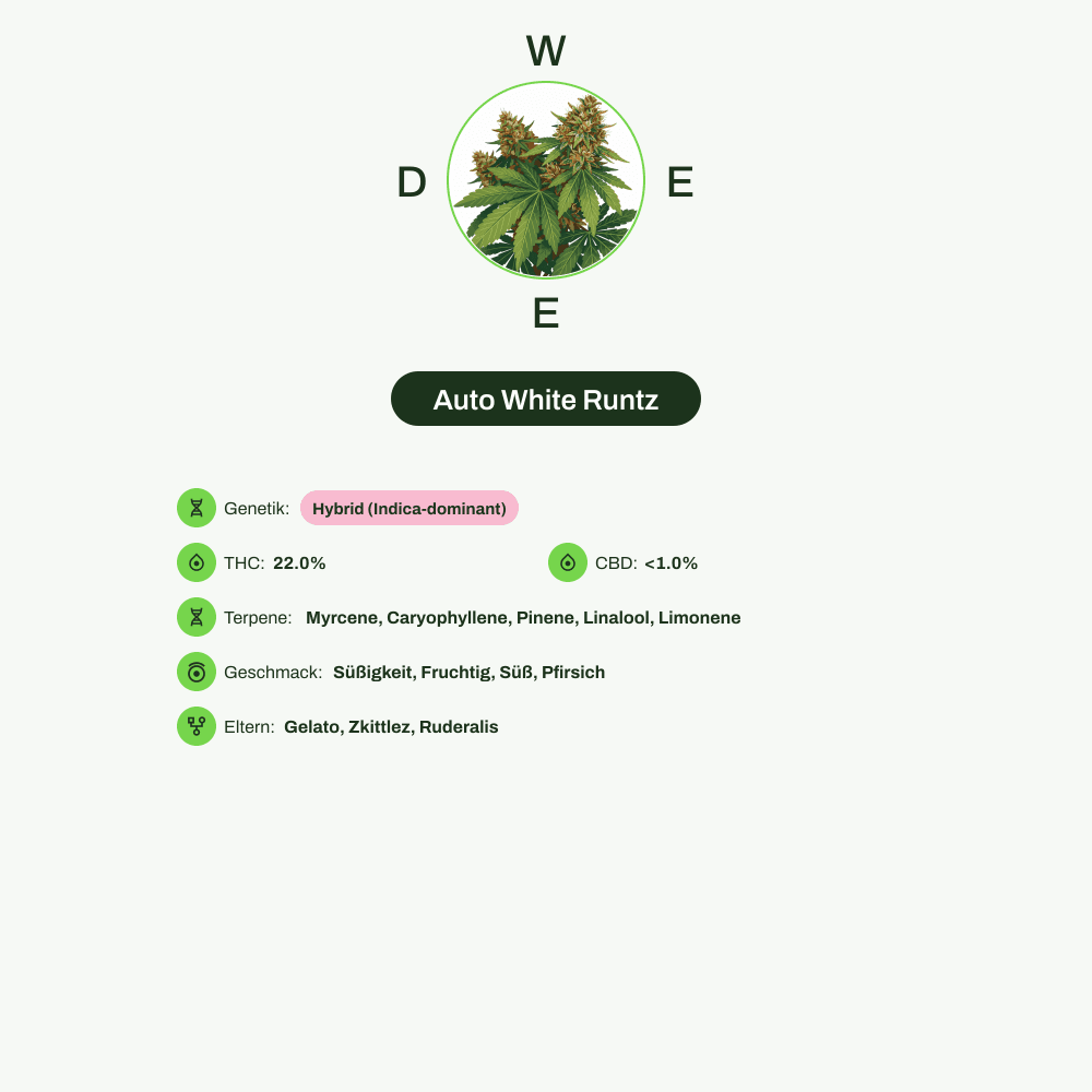 Infografik über THC-Gehalt, CBD-Gehalt, Terpene, Wirkungen, Geschmack von Auto White Runtz