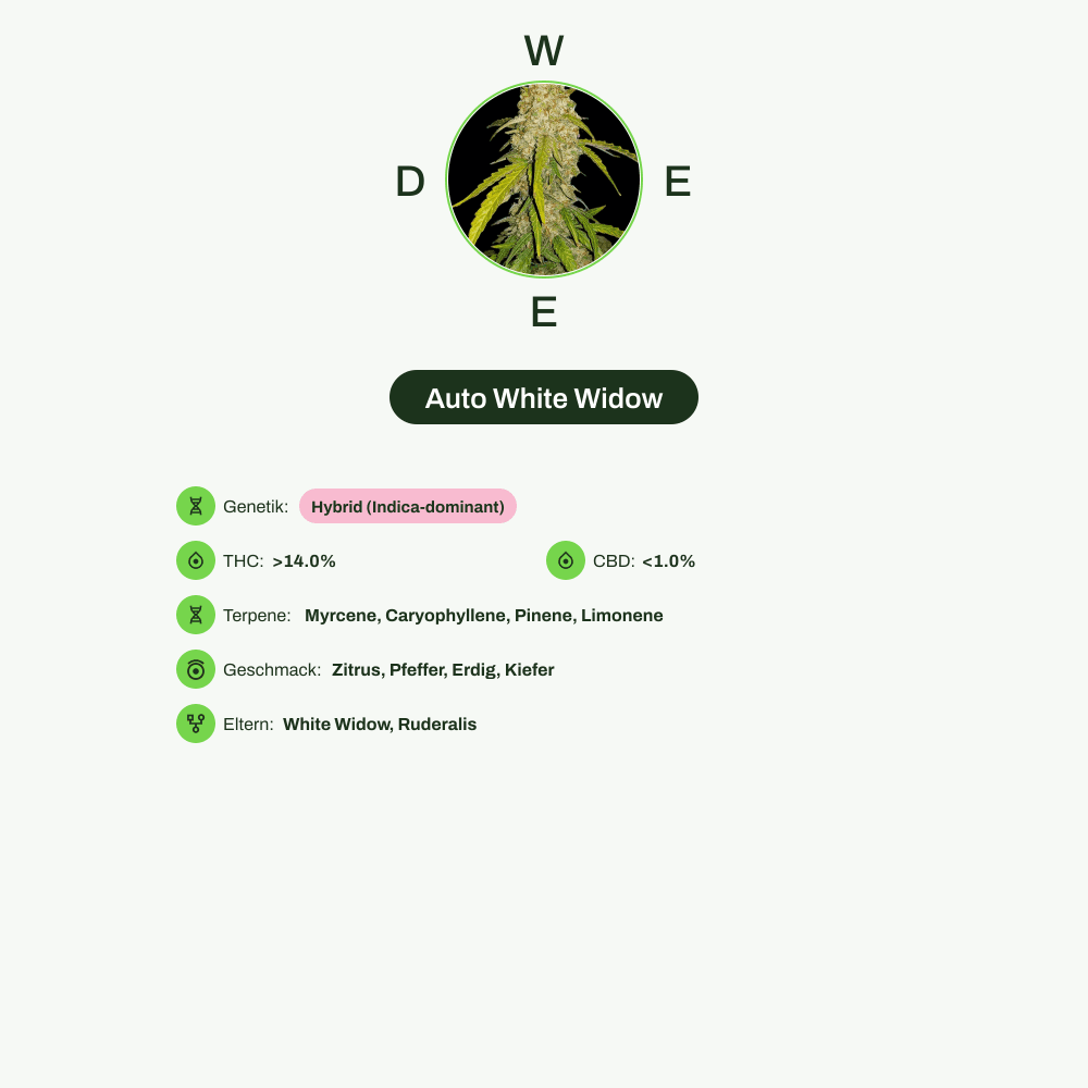 Infografik über THC-Gehalt, CBD-Gehalt, Terpene, Wirkungen, Geschmack von Auto White Widow