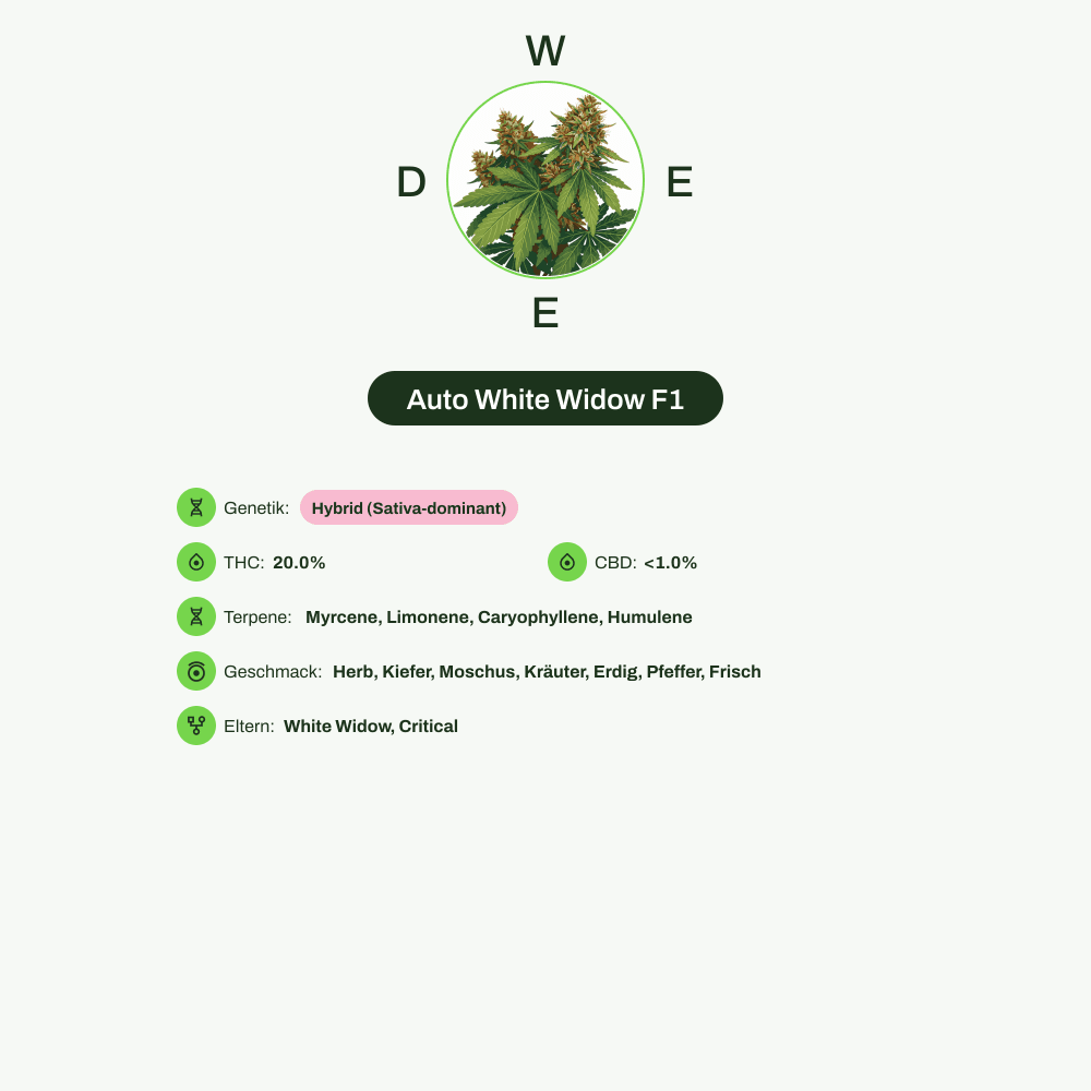 Infografik über THC-Gehalt, CBD-Gehalt, Terpene, Wirkungen, Geschmack von Auto White Widow F1