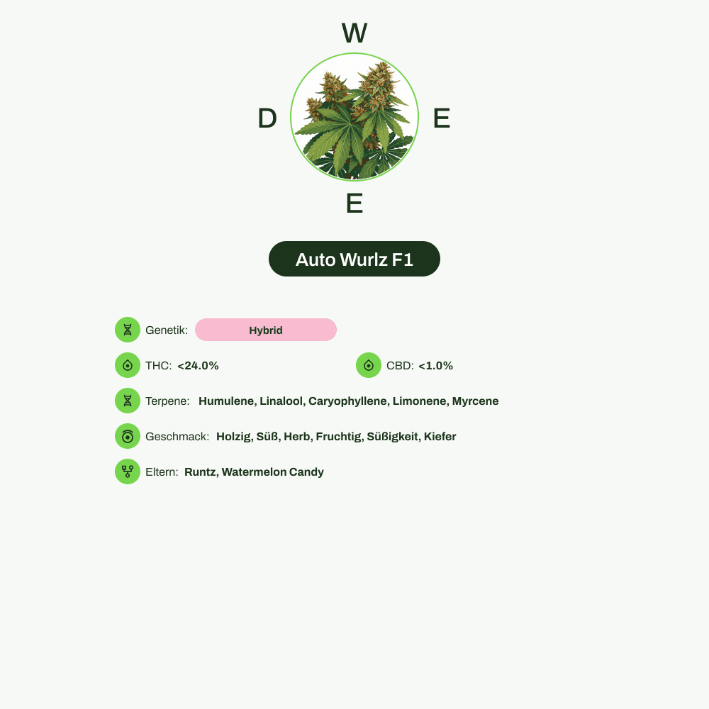 Infografik über THC-Gehalt, CBD-Gehalt, Terpene, Wirkungen, Geschmack von Auto Wurlz F1
