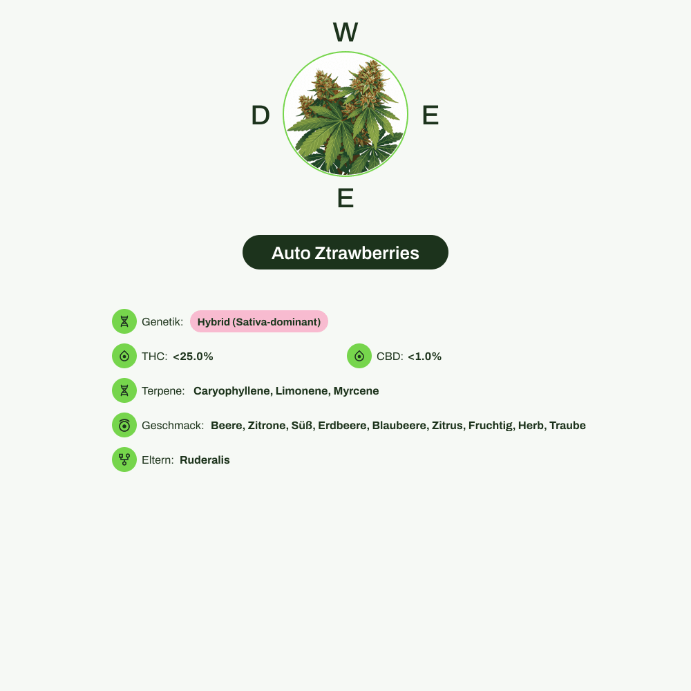 Infografik über THC-Gehalt, CBD-Gehalt, Terpene, Wirkungen, Geschmack von Auto Ztrawberries