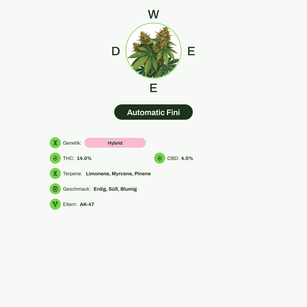 Infografik über THC-Gehalt, CBD-Gehalt, Terpene, Geschmack von Automatic Fini